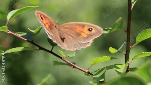 Butterfly  close up on a tree branch in a sunny summer day