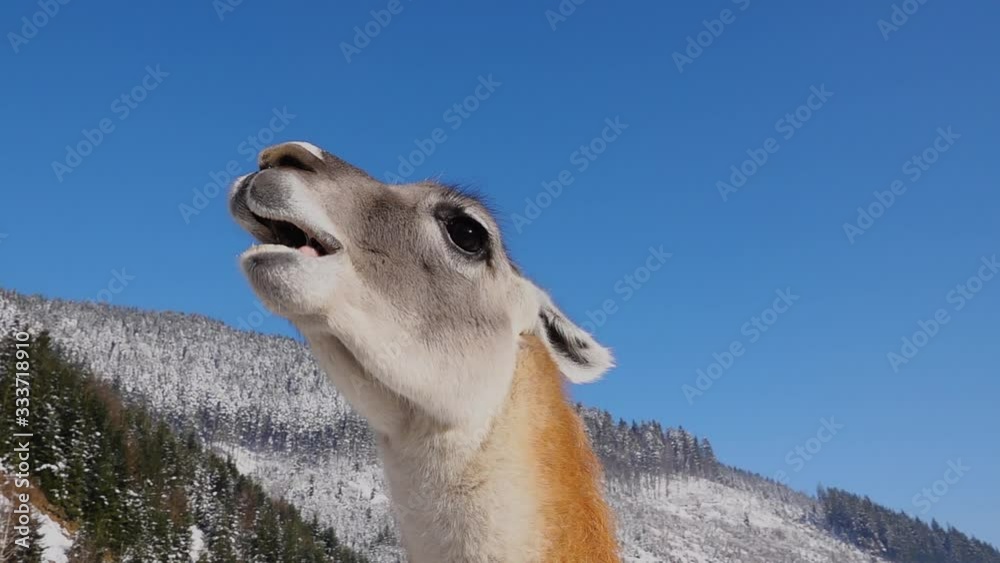 Chewing llama against the blue sky. Slow motion