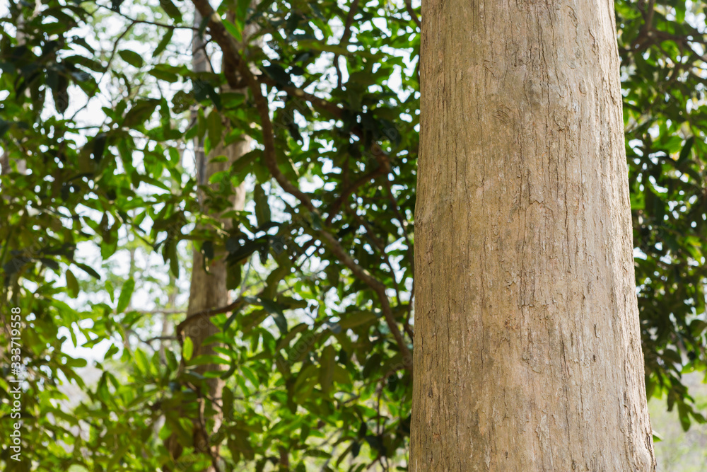 Teak Trees in Thailand precious hardwoods one of the last major areas of tropical forest in Asia Teak Trees in Thailand precious hardwoods one of the last major areas of tropical forest in Asia