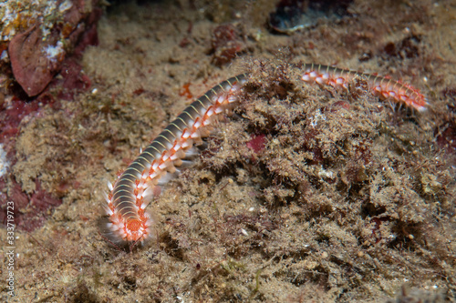 Macro picture of a bearded fireworm (Hermodice carunculata).A centipede like marine worm swims through a coral reef in the Mediterranean.