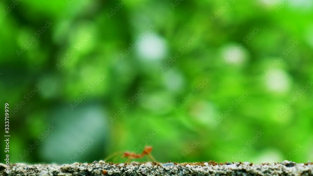 Close up and selective focus of red ant walking on the wall nature blurred green leave background. Action of ant like it waved at us and say that Hello Human. Oecophylla smaragdina Fabricius.