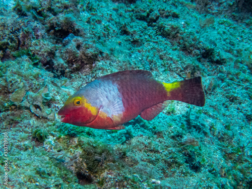 Mediterranean parrotfish  Sparisoma cretense   swimming above rocks