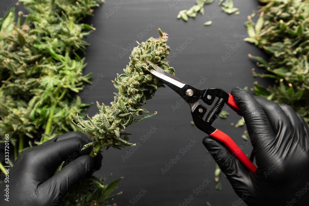 Trim before drying. Harvest weed time has come. Mans hands trimming marijuana bud. - obrazy, fototapety, plakaty 