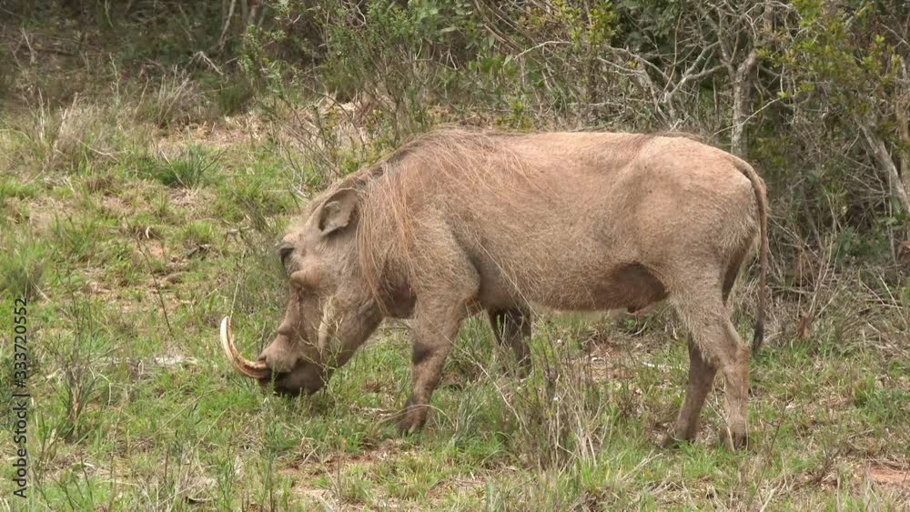 Warthog (Phacochoerus africanus) grazing close-up, Addo Elephant N.P. Warthog (Phacochoerus africanus) grazing close-up, Addo Elephant N.P.
