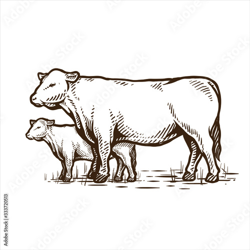 angus cattle cow hand drawing