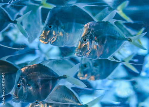 Photography A school of Lookdown fish (Selene vomer)