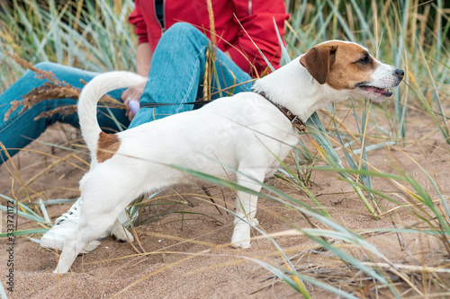 young white female dog jack russell terrier is standing on the sand on the beach among the grass in the summer next to the girl