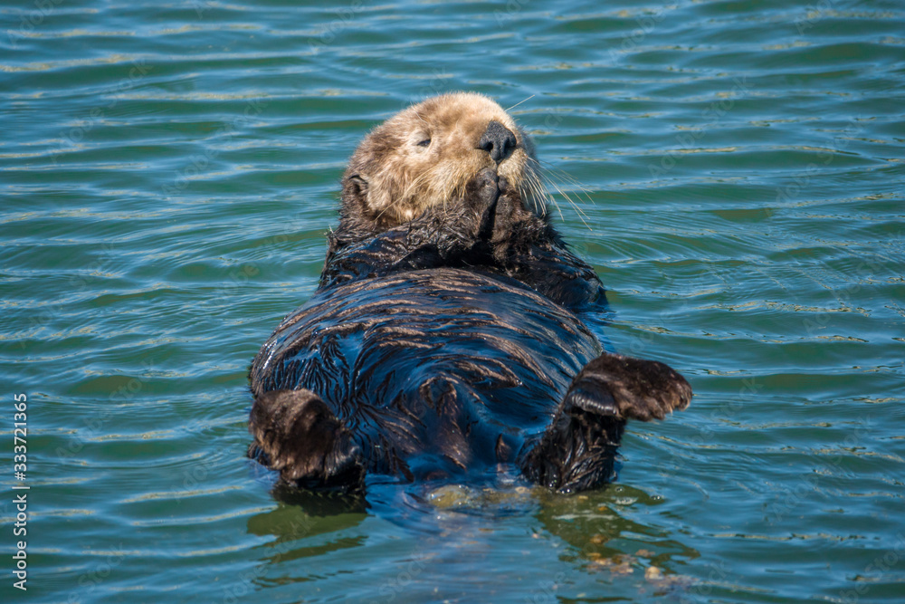 A California Sea Otter (Enhydra lutris) swims on its back along the central coast of California in Monterey Bay, near Big Sur and Carmel. A California Sea Otter (Enhydra lutris) swims on its back along the central coast of California in Monterey Bay, near Big Sur and Carmel.