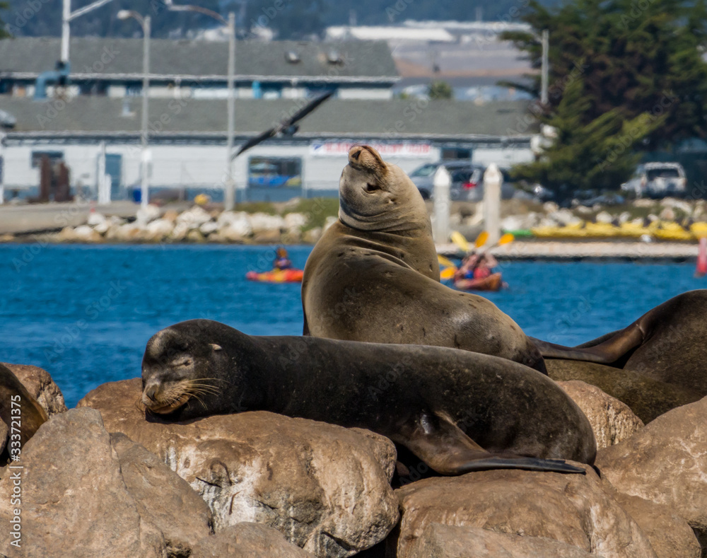 Fototapeta premium Sea Lions lounge on the breakwater at Moss Landing Harbor, in Monterey County, as kayakers paddle in he background and a seagull flies by. 
