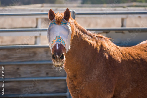 Photography A brown horse wearing a fly mask turns to look at photographer