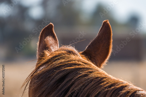 View of a horse from behind with close up of mane and ears.