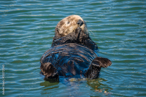 A California Sea Otter (Enhydra lutris) swims on its back along the central coast of California in Monterey Bay, near Big Sur and Carmel.