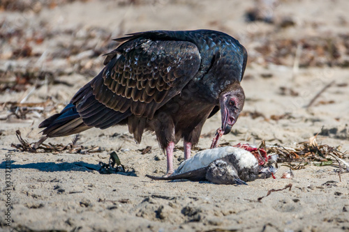 Obraz na plátně A turkey vulture (Cathartes aura), also know as a turkey buzzard, eating carrion (a small seabird) on a sandy beach along the Pacific coast of of Monterey Bay, in central California
