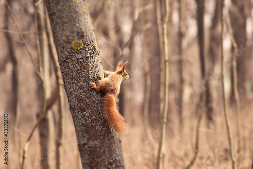 Squirell © Andrei