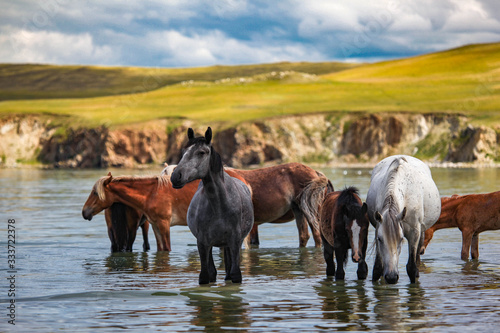 A herd of horses bathing in Baikal lake, Russia