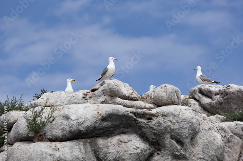 Seagulls on the rocky island