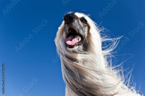 Dog Afghan Hound dynamic stylish portrait against blue sky