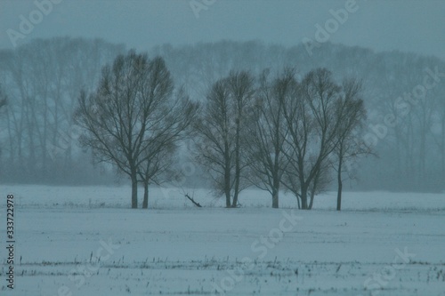 winter landscape with trees and snow