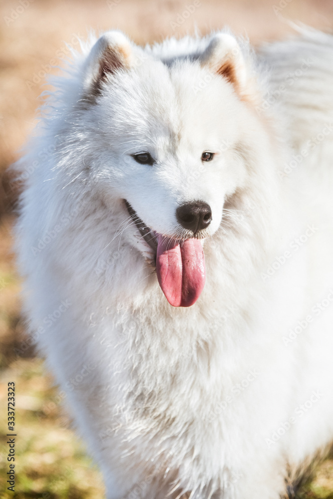 Samoyed dog front view smile portrait close up