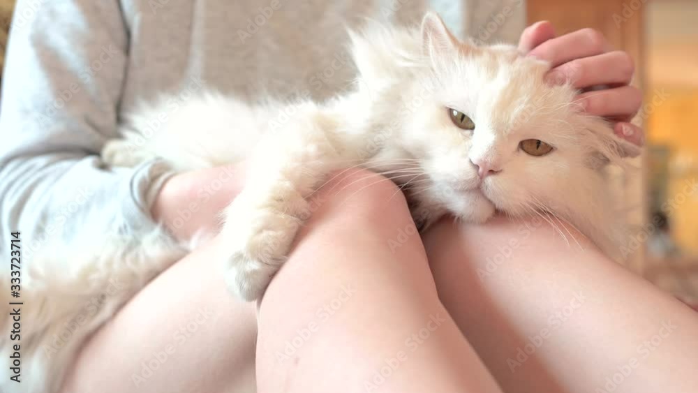 schöne, weiße, langhaarige Perserkatze, Ragdoll Katze liegt gemütlich auf dem Schoß und den Beinen einer jungen Frau und wird gestreichelt und gekrauelt