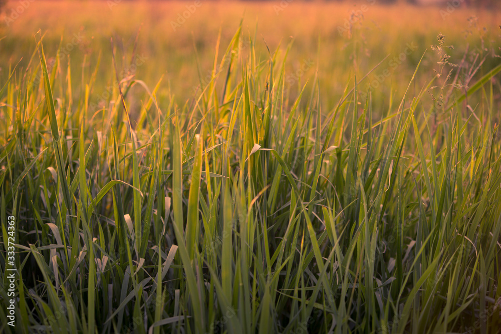 Fresh grass Fresh grass