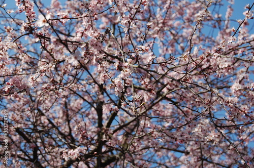 cherry blossom © Hajar