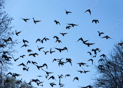 Obraz na płótnie Taubenschwarm am blauen Himmel