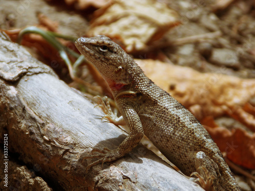 Close-up of a lizard that lives on the Ecuadorian coast