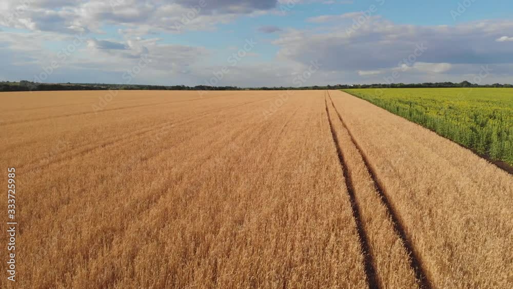 Aerial view of beautiful vast yellow field of ripe wheat plants. Drone shot of agricultural work and concept of food industry Aerial view of beautiful vast yellow field of ripe wheat plants. Drone shot of agricultural work and concept of food industry