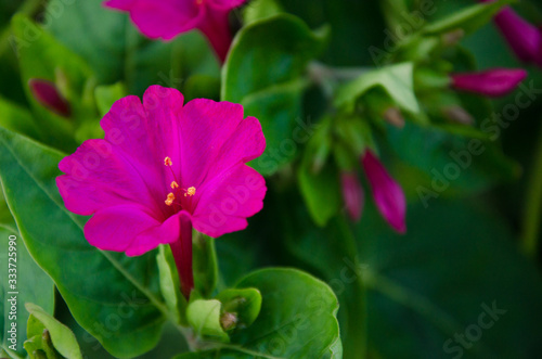pink flower in the garden