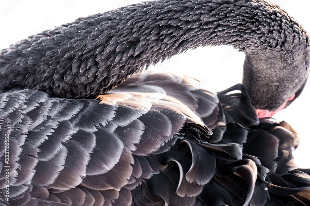 Fototapeta premium cygne