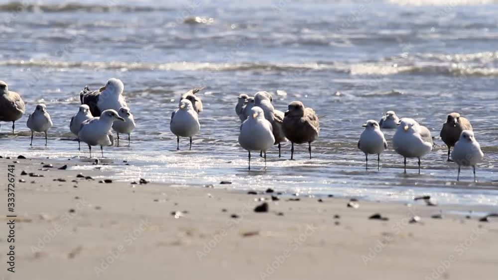 Seagulls playing on the shore as the waves move in an out Seagulls playing on the shore as the waves move in an out