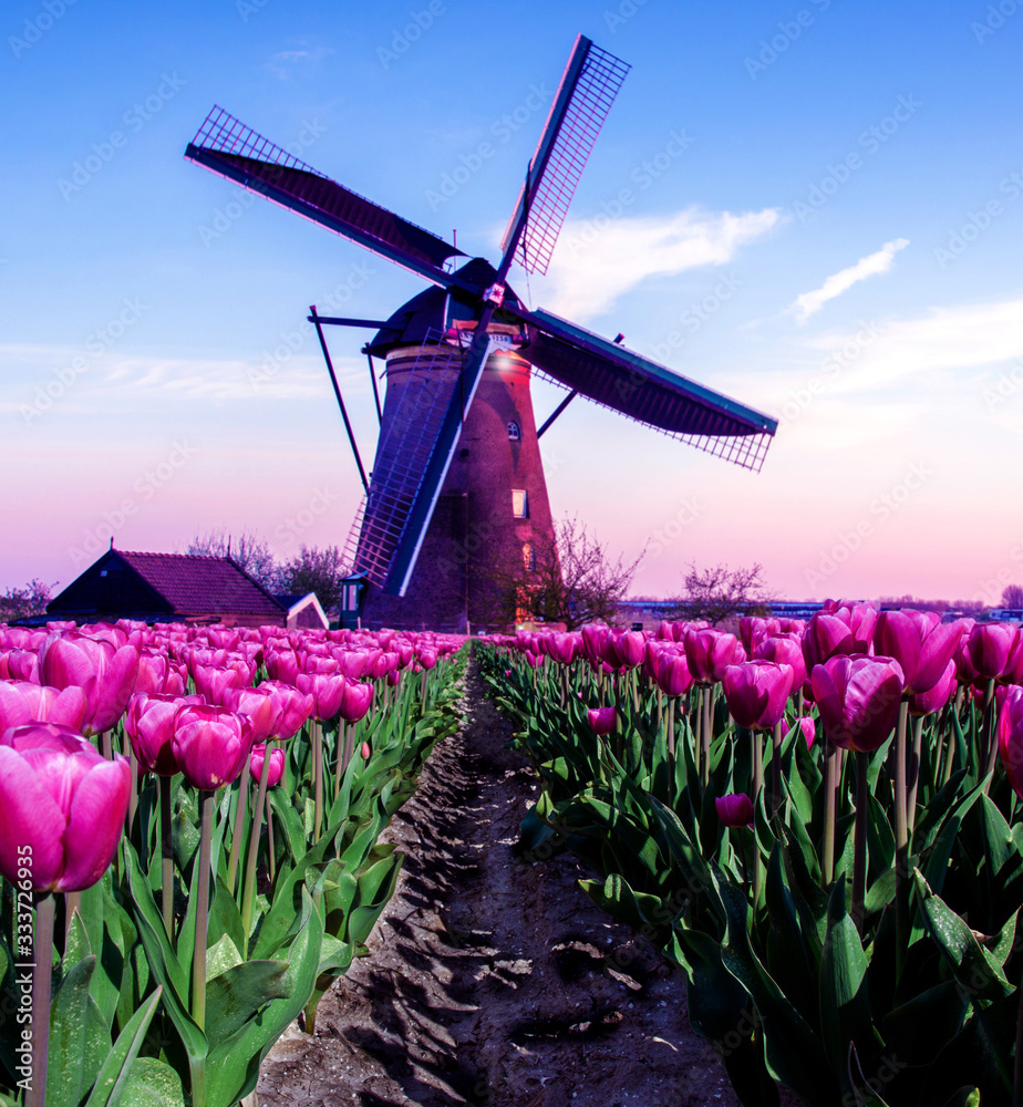 breathtaking beautiful inspirational landscape with a windmill in the middle of a tulip field in Kinderdijk, Netherlands. Fascinating places, tourist attraction.