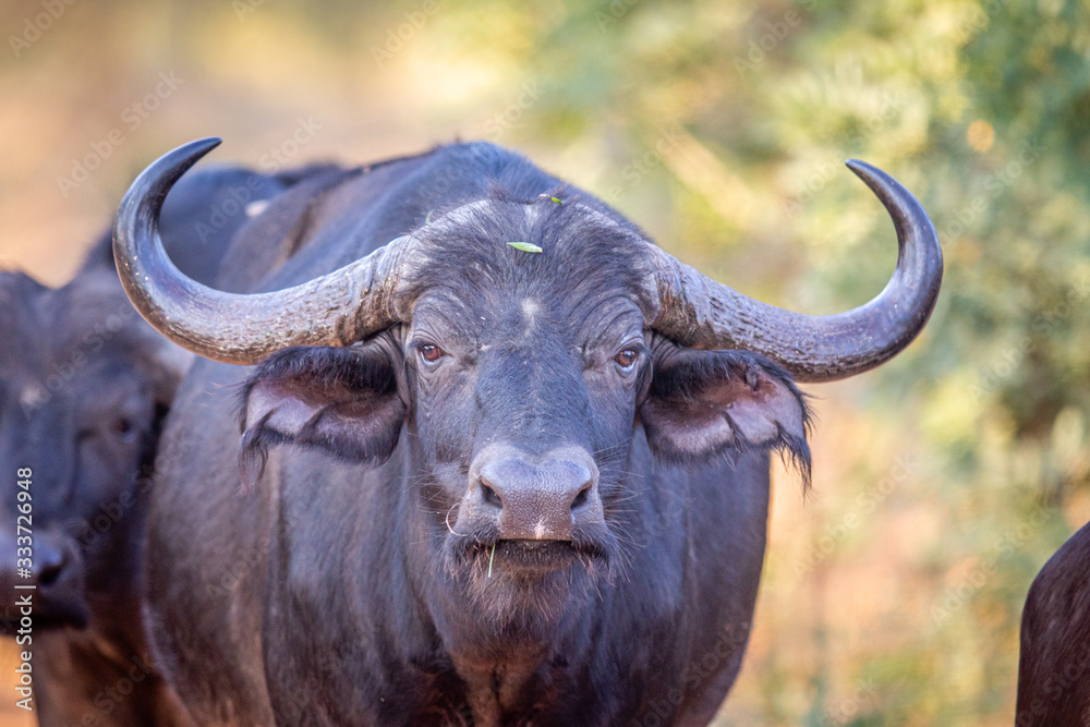 Big male African buffalo starring at the camera. Big male African buffalo starring at the camera.