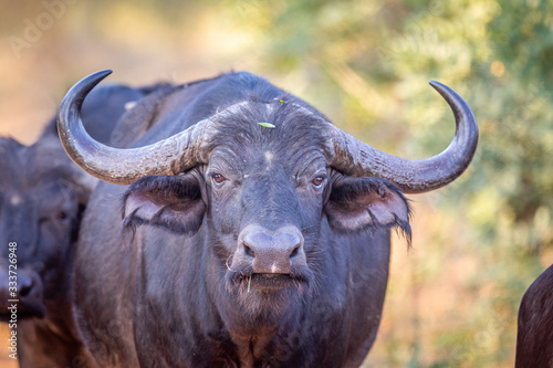 Big male African buffalo starring at the camera.