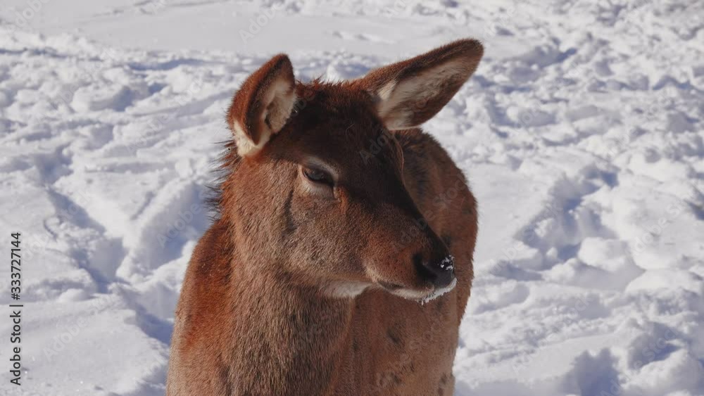 portrait deer female in winter sunny day portrait deer female in winter sunny day