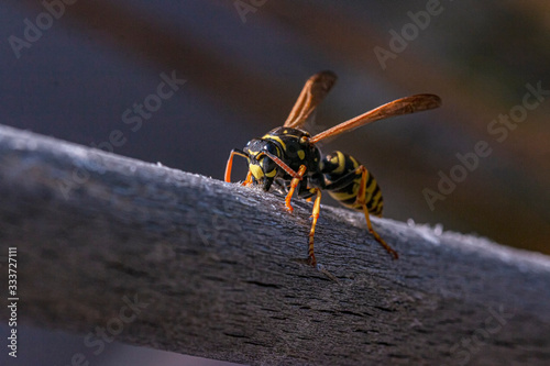 a wasp collects building material for your wasp nest © Thomas Heitz