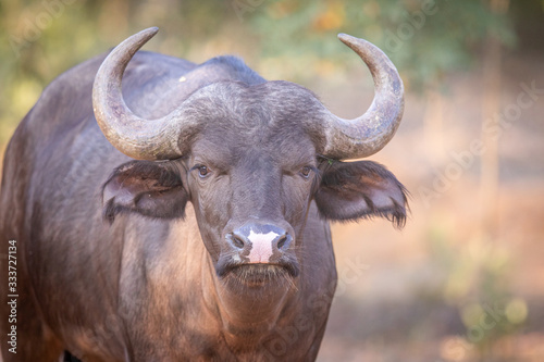 Young African buffalo starring at the camera. © simoneemanphoto