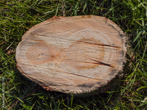 abgeschnittene Baumscheibe mit erkennbaren Jahresringen Hintergrund, Muster