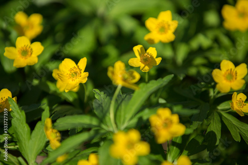 First flowers in springtime: Eranthis hyemalis. Eranthis hyemalis is a plant found in Europe, which belongs to the family Ranunculaceae. Motion blur image.