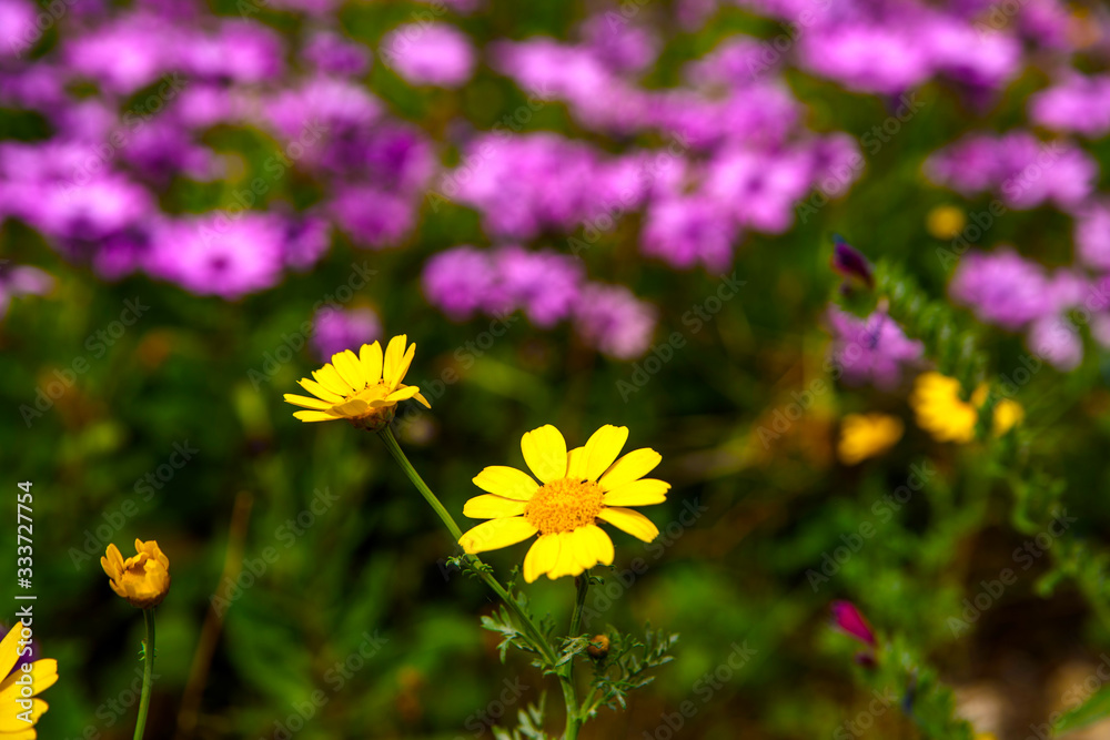 Obraz premium Jardín lleno de flores en primavera a pleno sol