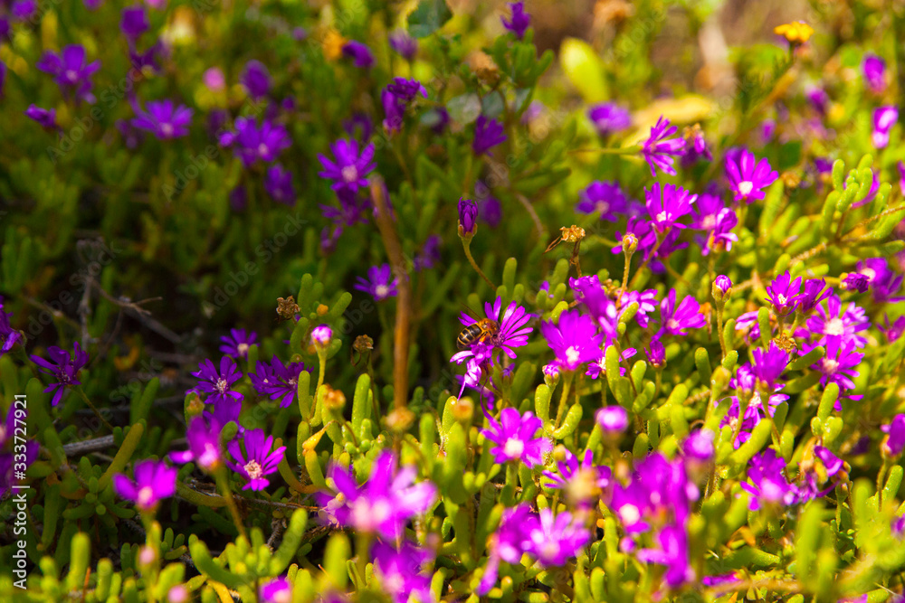 Jardín lleno de flores en primavera a pleno sol