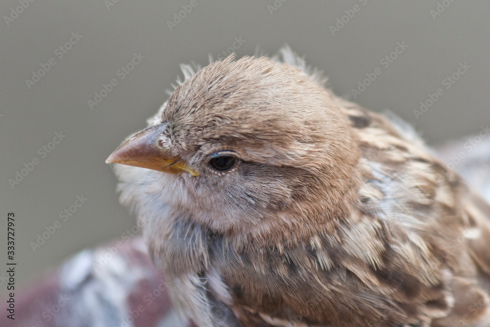 Naklejka premium Young sparrow sitting outdoors