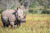 Female White rhino standing in the grass.