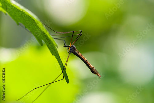 Cranefly on green leaf in sunshine © Mellimage