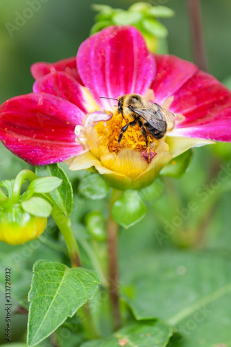 Bee feeds on pink dahlia