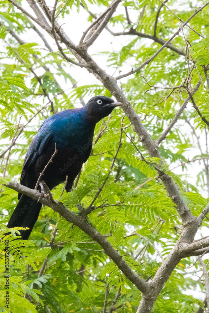 Obraz premium greater blue-eared starling 