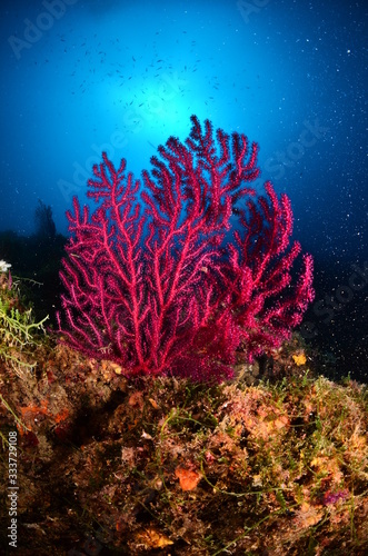 Gorgonia corallo mediterraneo