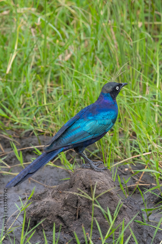 greater blue-eared starling  © gionata