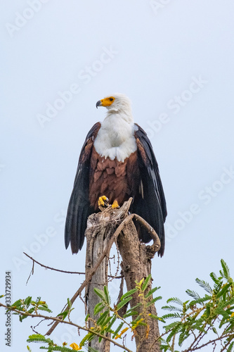 Fish eagle rwanda 